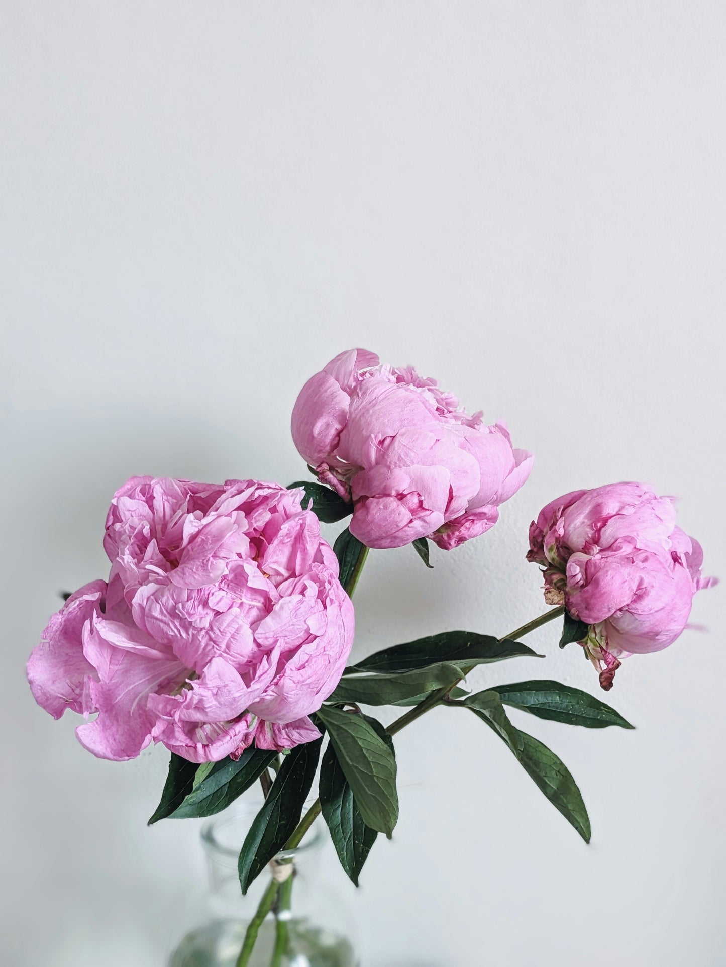Fresh Flower Bud Vase Collection