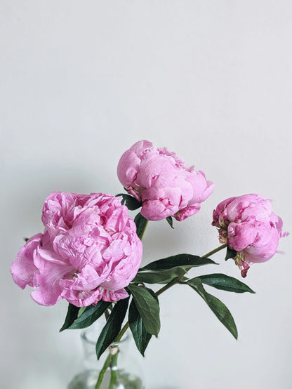 Fresh Flower Bud Vase Collection